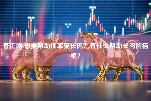 普汇网 想要帮助加菲猫长肉?有什么帮助长肉的猫粮?